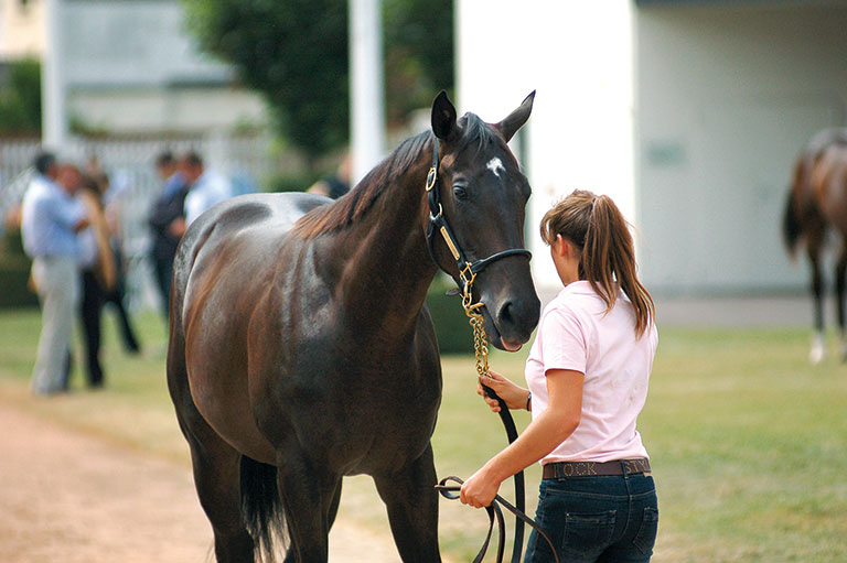 Photo de cheval ©StandUP