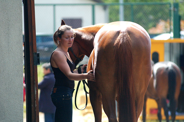 Photo de cheval ©StandUP