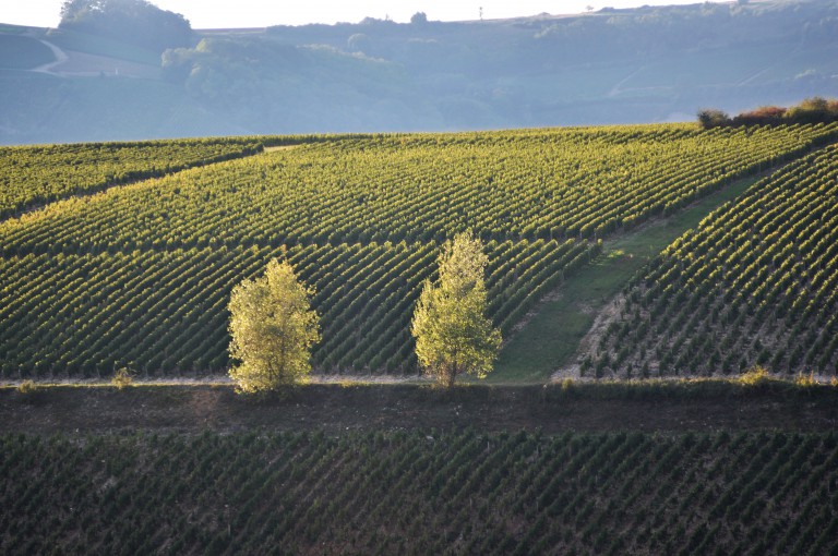 Photo de Sancerre ©standUp