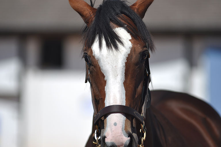 Photo de cheval ©StandUP