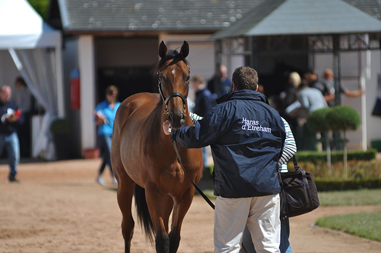 Photo de cheval ©StandUP