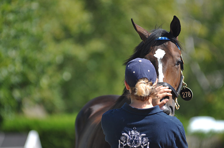 Photo de cheval ©StandUP