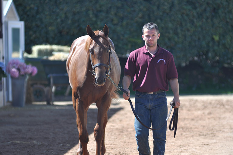 Photo de cheval ©StandUP