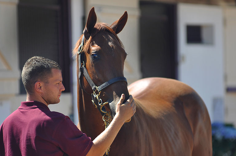 Photo de cheval ©StandUP