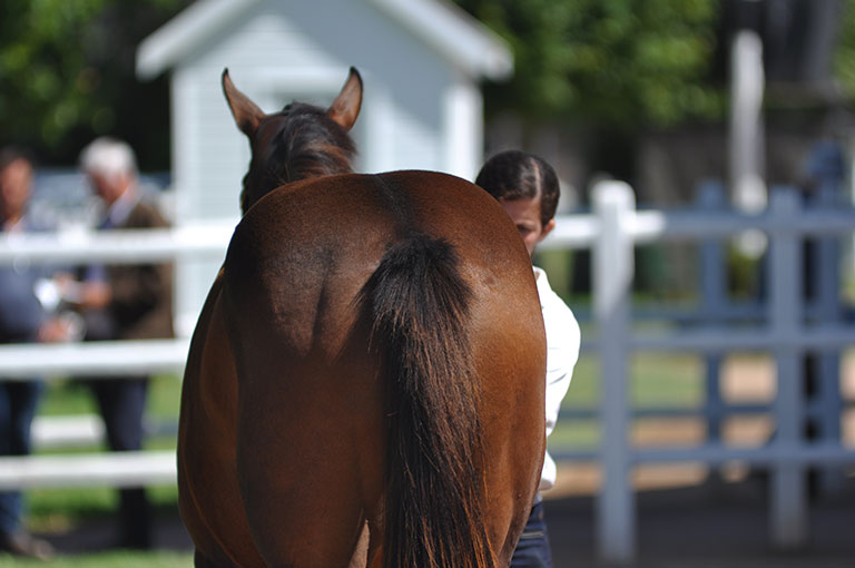 Photo de cheval ©StandUP