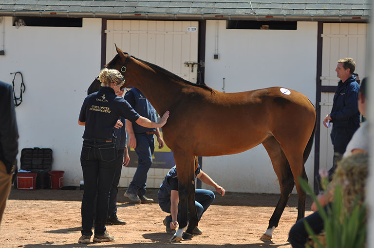 Photo de cheval ©StandUP