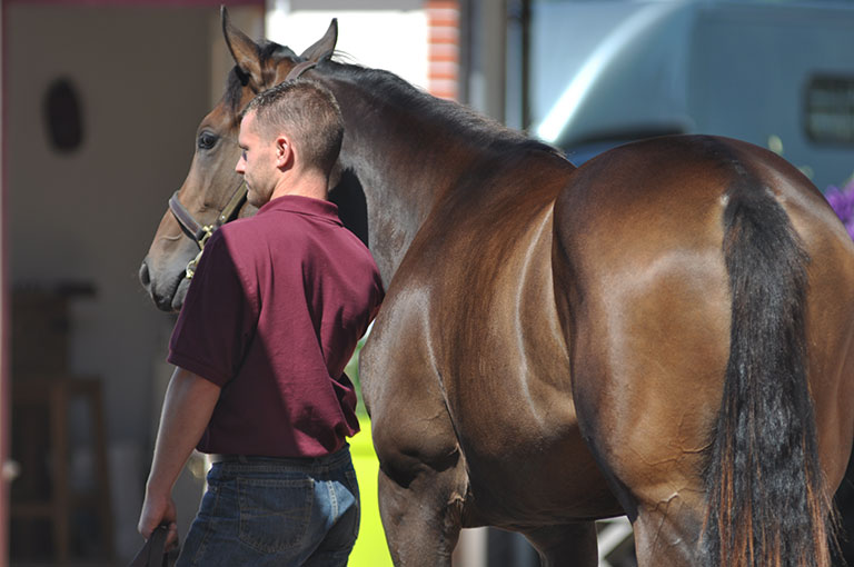 Photo de cheval ©StandUP