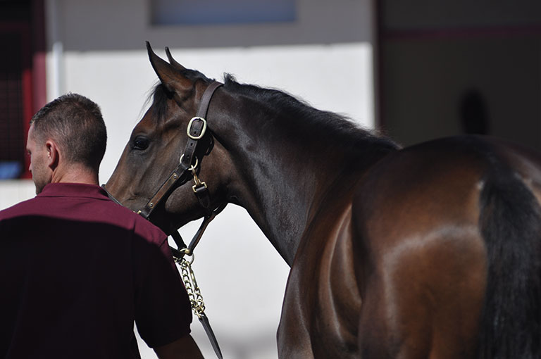 Photo de cheval ©StandUP