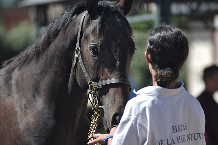 Photo de cheval ©StandUP