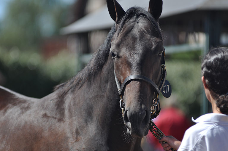 Photo de cheval ©StandUP