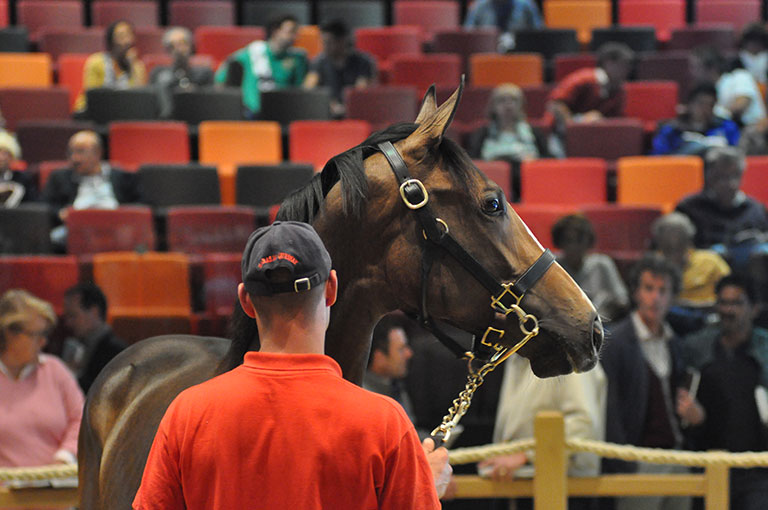 Photo de cheval ©StandUP