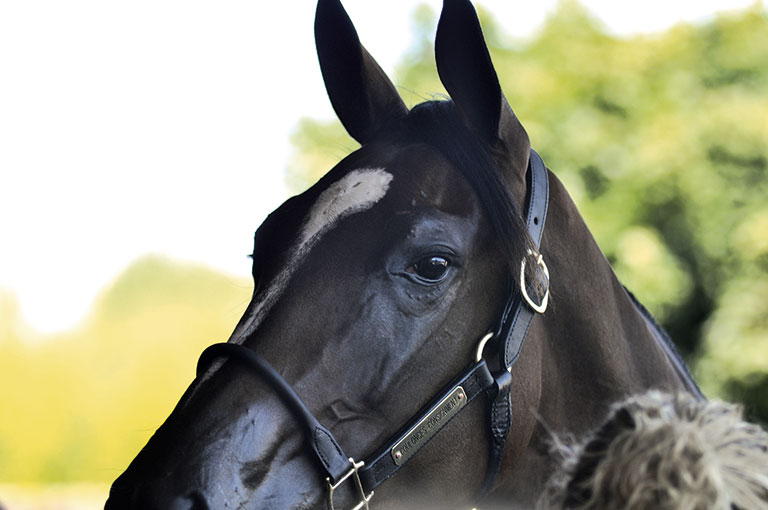 Photo de cheval ©StandUP