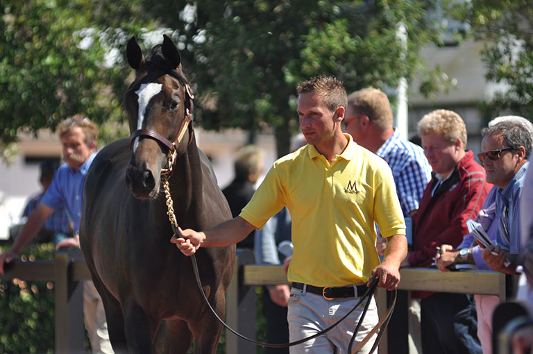 Photo de cheval ©StandUP