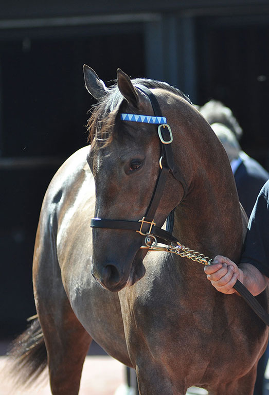 Photo de cheval ©StandUP