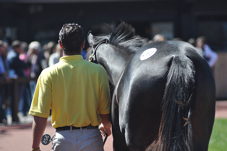 Photo de cheval ©StandUP