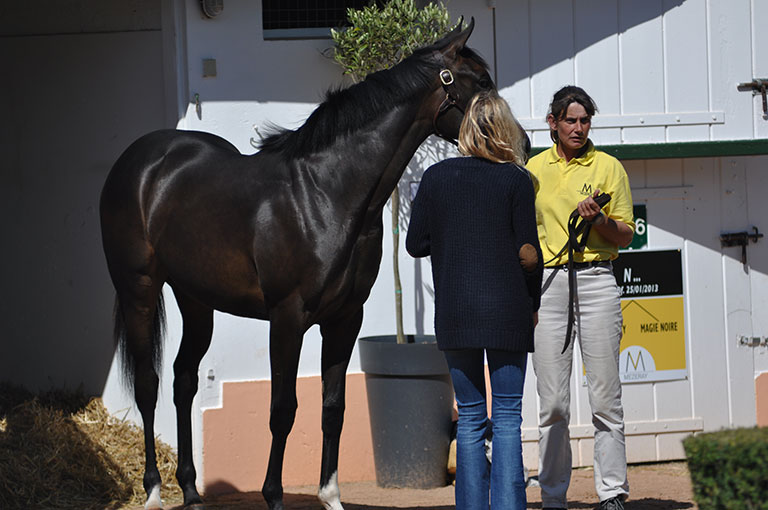 Photo de cheval ©StandUP