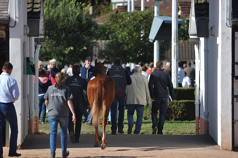 Photo de cheval ©StandUP