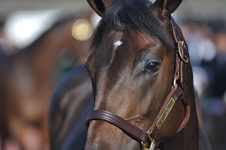 Photo de cheval ©StandUP
