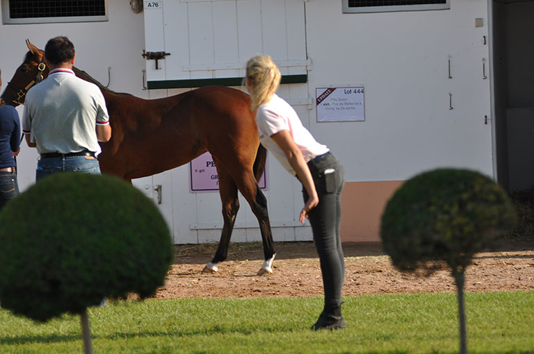 Photo de cheval ©StandUP