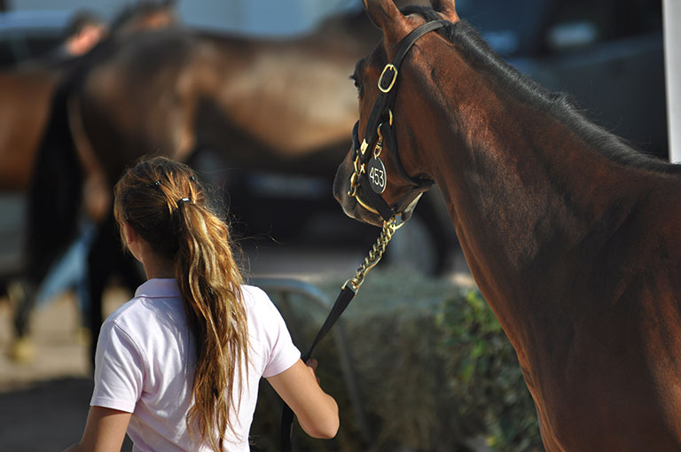 Photo de cheval ©StandUP