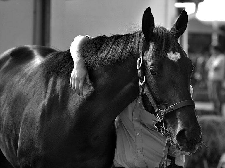 Photo de cheval ©StandUP