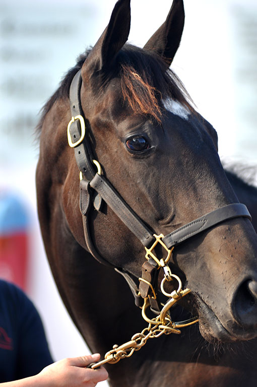 Photo de cheval ©StandUP