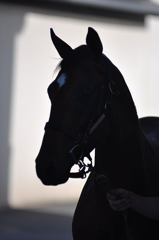 Photo de cheval ©StandUP