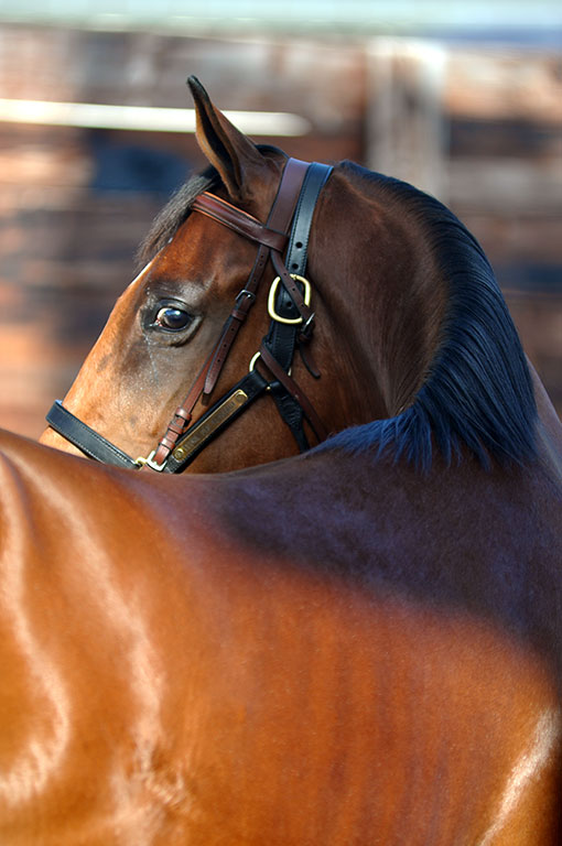 Photo de cheval ©StandUP