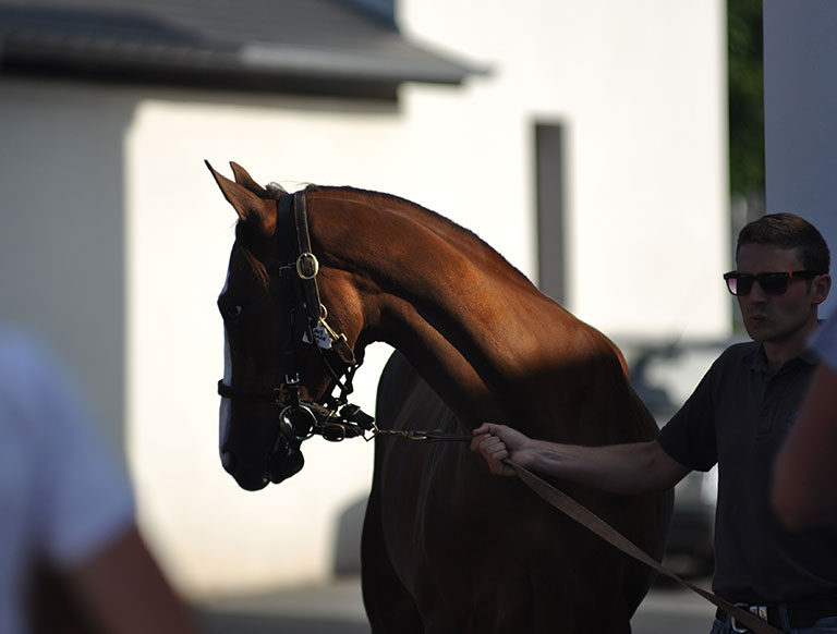 Photo de cheval ©StandUP