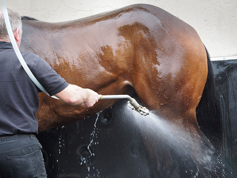 Photo de cheval ©StandUP