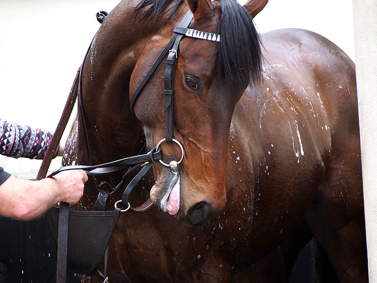 Photo de cheval ©StandUP