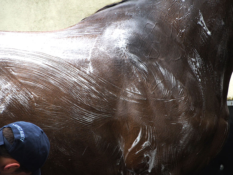 Photo de cheval ©StandUP