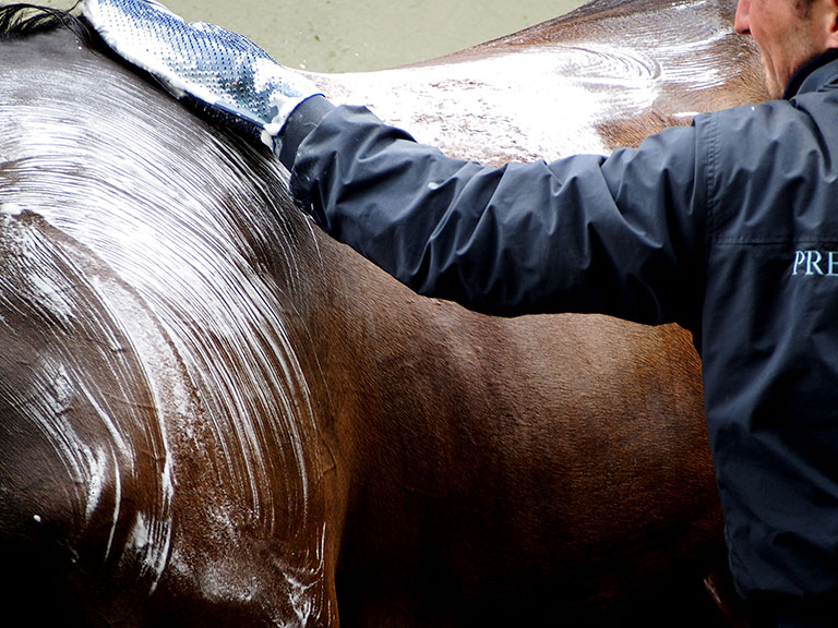 Photo de cheval ©StandUP